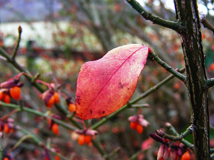 list, na podzim, podzim, sezóny, červená, barevné, Příroda