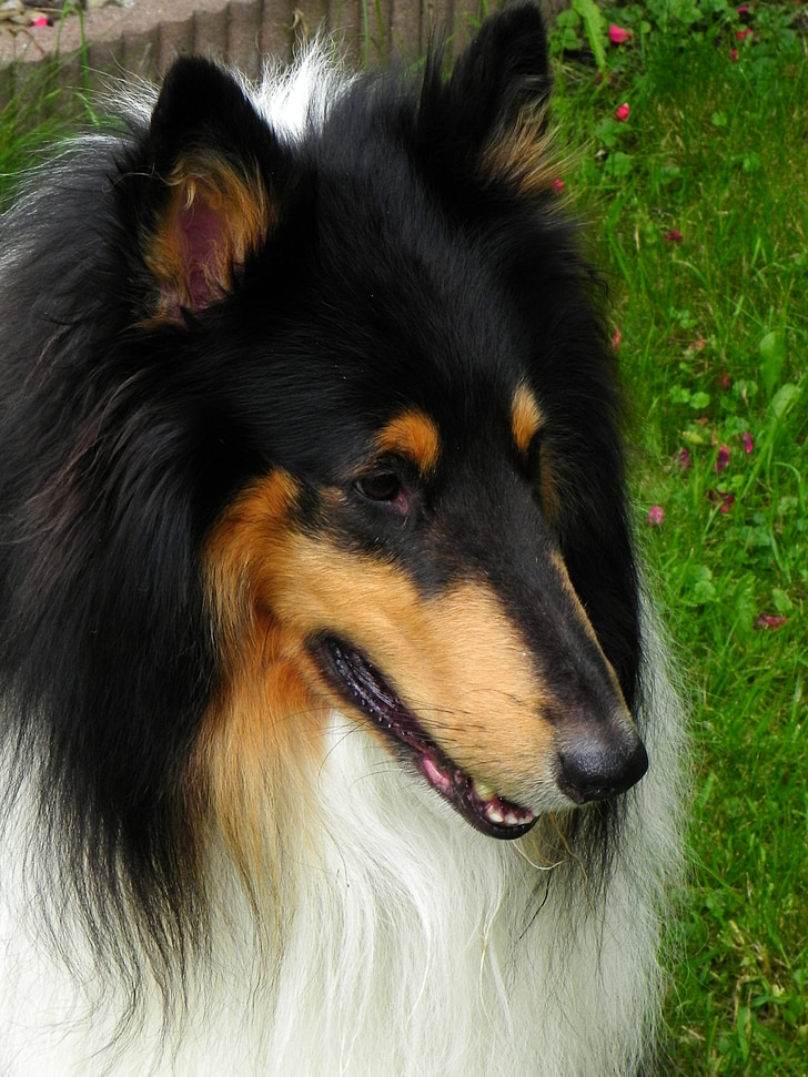 Collie, hund, kæledyr, dyr, Hyrdehund, purebred hund, Shetland sheepdog