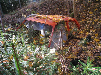 střecha auta, Les, podzim, barvy, smrkové sazenice, list, strom