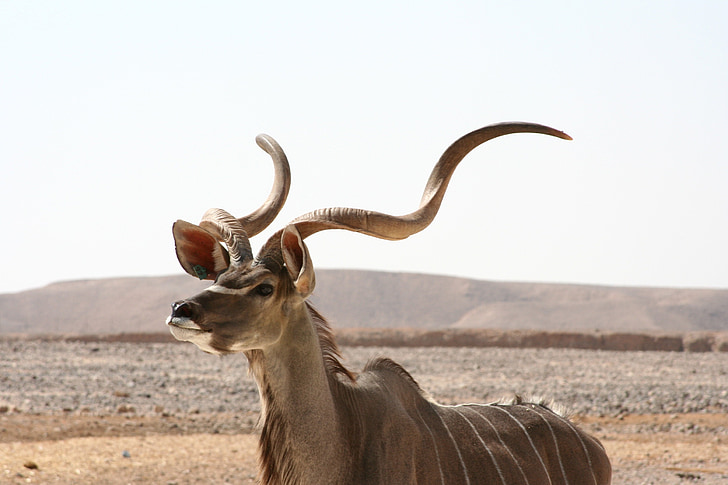 antilopy Kudu, Afrika, volně žijící zvířata, Příroda, Výstraha, muž