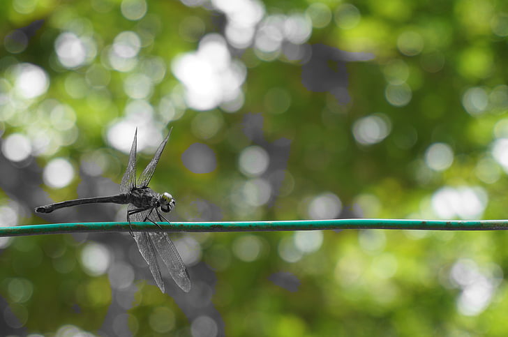 Dragonfly, hmyz, Chyba