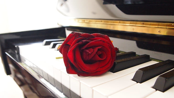 Róża, fortepian, Salon, romantyczny, czerwony, klucze, atmosfera