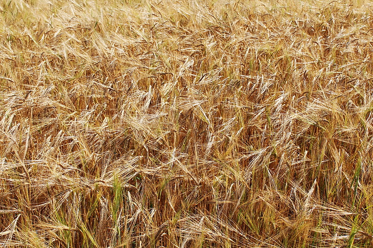 wheat, wheat fields, yellow, gold, epi, cereals, agriculture