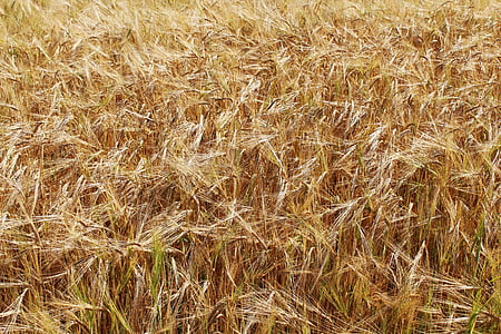 blé, champs de blé, jaune, Or, EPI, céréales, Agriculture