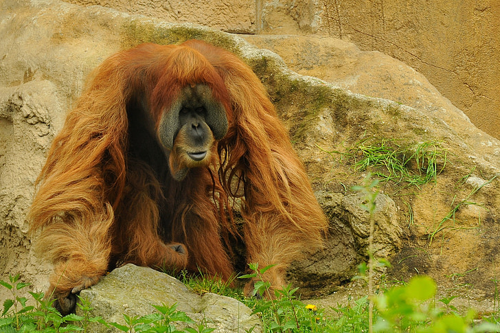 Orangutan flamencs, zoològic, animal, mico