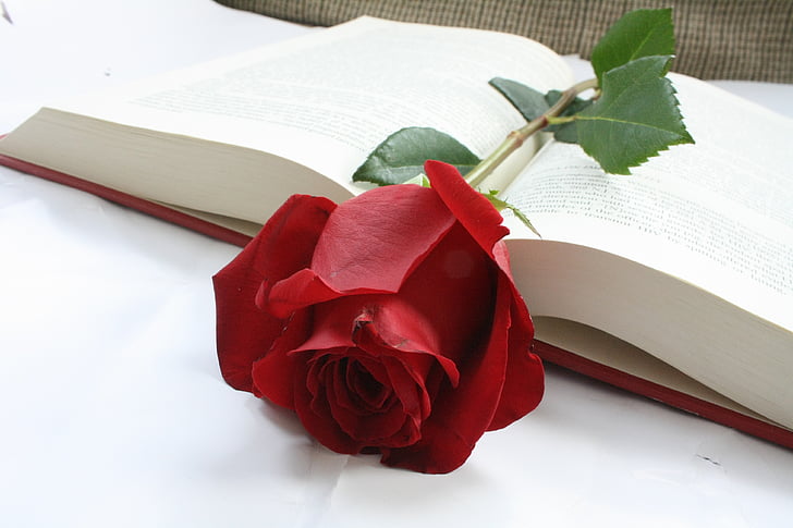 Rózsa, virág, könyv, piros, szavak