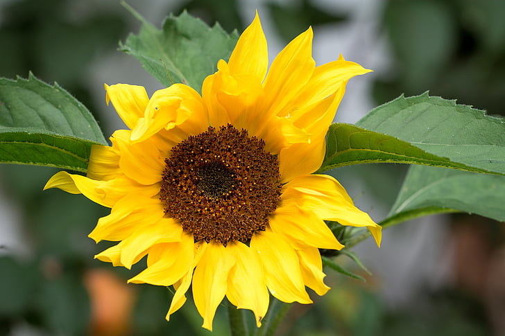 flor del sol, amarillo, flor amarilla, flor, floración, pétalos de, jardín