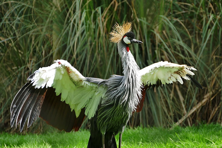 grå krönt crane, fågel, Crane, grå, krönt, Balearica, naturen