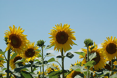 zonnebloemen, zonnebloem, campagne