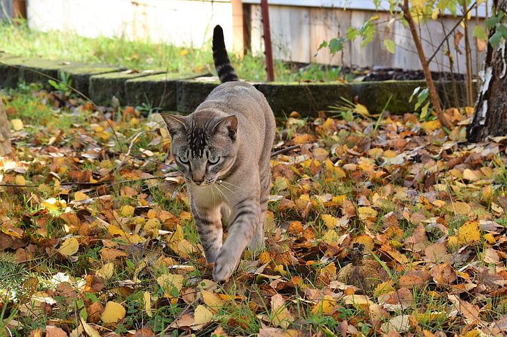mačka, jesen, lišće, šunja, mačji, stabljika, hodanje