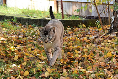 kedi, Sonbahar, yaprakları, sinsi sinsi, kedi, takip, yürüyüş
