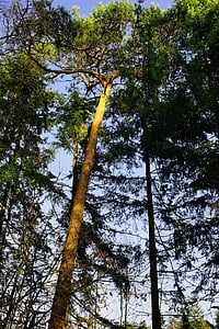 skogen, träd, humör, motljus, incidensen av ljus, januari, naturen