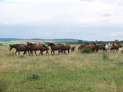 flock, horses, horse herd, group, wild horses, warmblut, warm-blooded animals