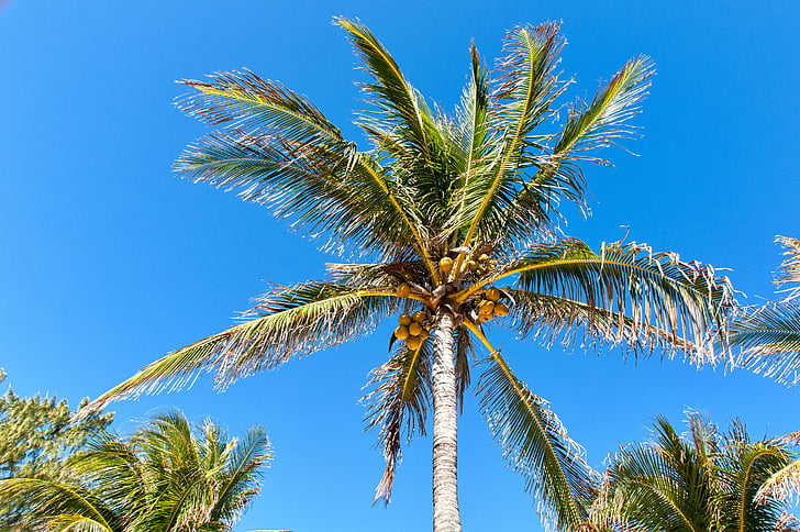 sky, tropical, palm, beach, blue, paradise, island