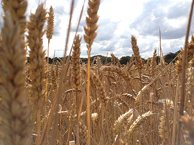 pšenice, polje, žetev, zlati, kmetijstvo, pridelek, Kmetija