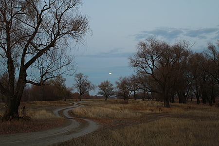 night, road, moon, forest, panorama, russia, evening