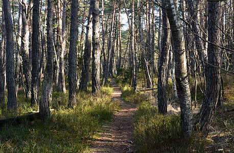 foresta, pino, distanza, percorso, escursionismo, sentiero, autunno