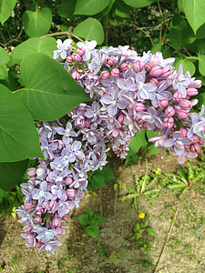 lilacs, flowers, purple, lilac, nature, floral, blossom