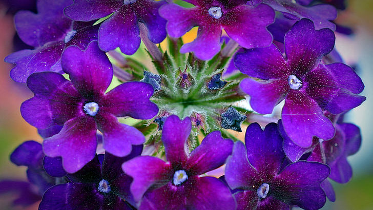 verbena, flowers, violet, plant, nature, flower