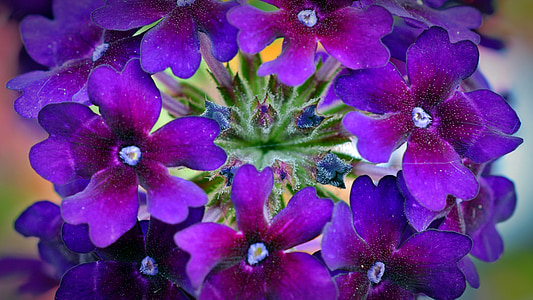 Verbena, lilled, Violet, taim, loodus, lill