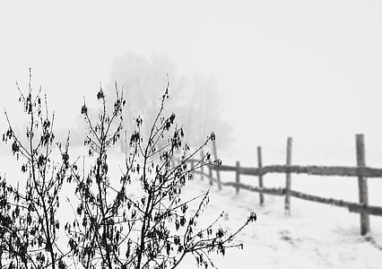 сняг, зимни, студено, пейзаж, ограда, зимни, бяло