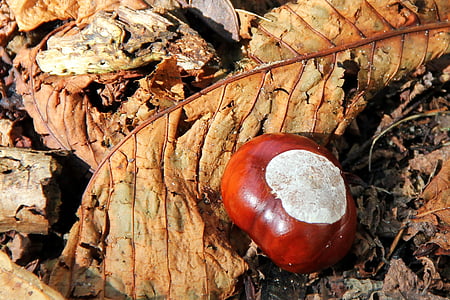 châtaignier, Buckeye, automne, brun, Forest, au sol, feuilles