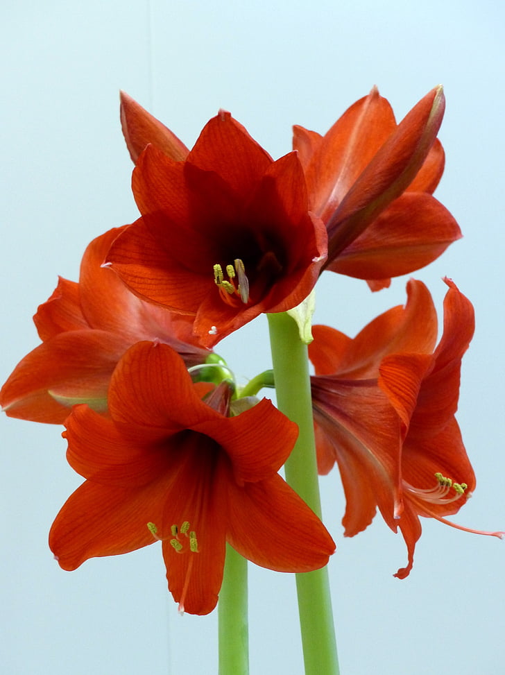 Amaryllis, Blumen, rot, skälkar, Hintergrund, Farben