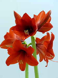 Amaryllis, bloemen, rood, skälkar, achtergrond, kleuren