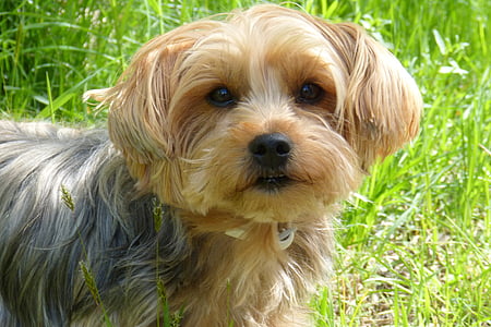 yorkshire terrier, dog, dog breed, small dog