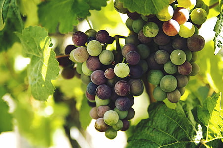 berries, blur, close-up, food, fruit, grapes, grapevine