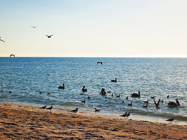 Horizon, aves, oceano, paisagem, azul, natureza, Verão