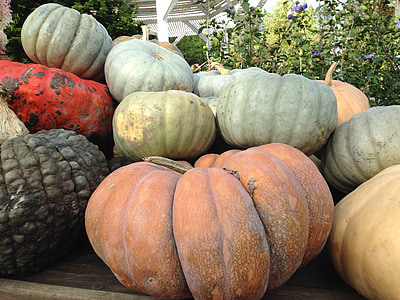 pumpkin, autumn, fall, november, october, pumpkins, gourd
