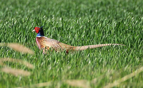 pheasant, phasianus colchicus, species, galliformes, bird, animal, plumage
