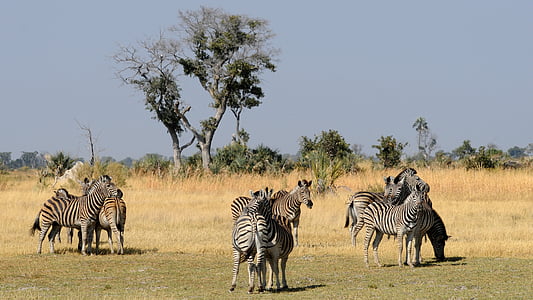 Botswana, delta del Okavango, cebras, Grupo de animales, cebra, África, animales de Safari