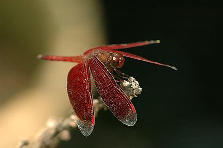 libélula, insectos, libélula roja, naturaleza, fuera de, macro, Close-up