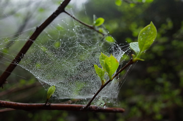 a spider's web, green leaf, the leaves