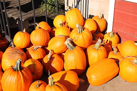 pumpkins, fall, autumn, orange, halloween, holiday, season