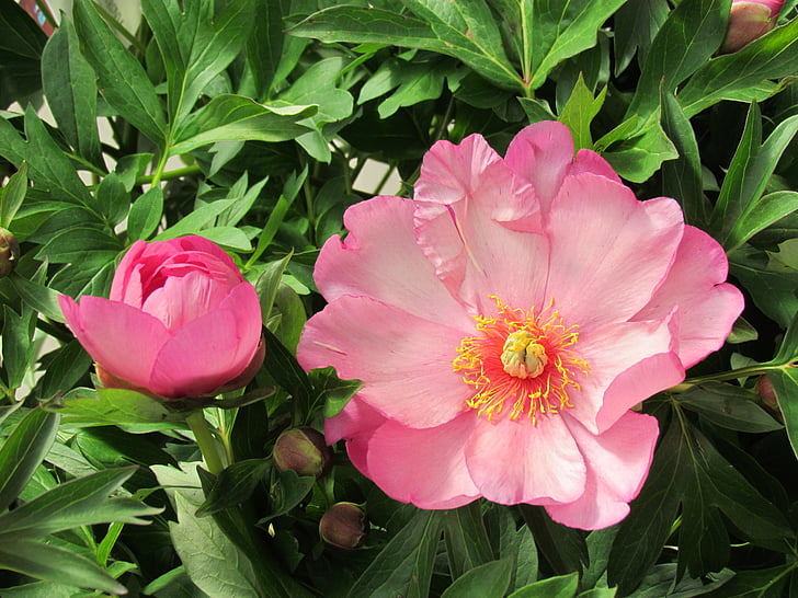 peonía japonesa, rosa, jardín inglés, Bud, flor