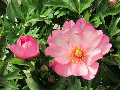Japanin pioni, vaaleanpunainen, englantilainen puutarha, Bud, kukka