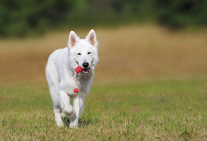 white, dog, walking, field, animal, Swiss, Shepherd dog