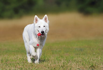 hvid, hund, Walking, felt, dyr, schweiziske, Hyrdehund