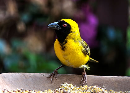 žlutý finch, pták, Příroda, zahrada