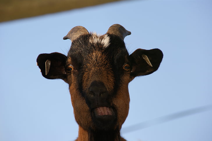 Rolig, geten, Billy goat, Vad du guggst, Get buck, boskap, Horn