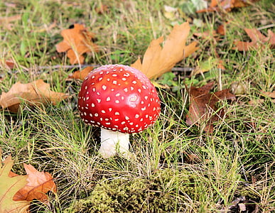 nấm, màu đỏ với dấu chấm màu trắng, bay agaric, rừng, GIF