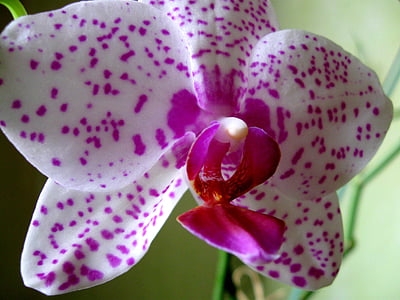 цвете, орхидея, едър план, розово