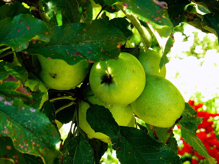 Õunapuu, puu, asuv, roheline õun, toidu ja joogiga, toidu, roheline värv