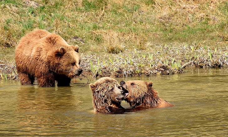 หมีสีน้ำตาลยุโรป, น้ำ, เล่น, สัตว์ป่า, หมี, อันตราย, โลกของสัตว์