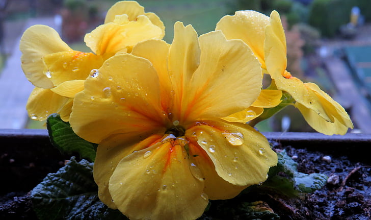 Cowslip, gota de chuva, amarelo, fechar, flor, flor, jardim