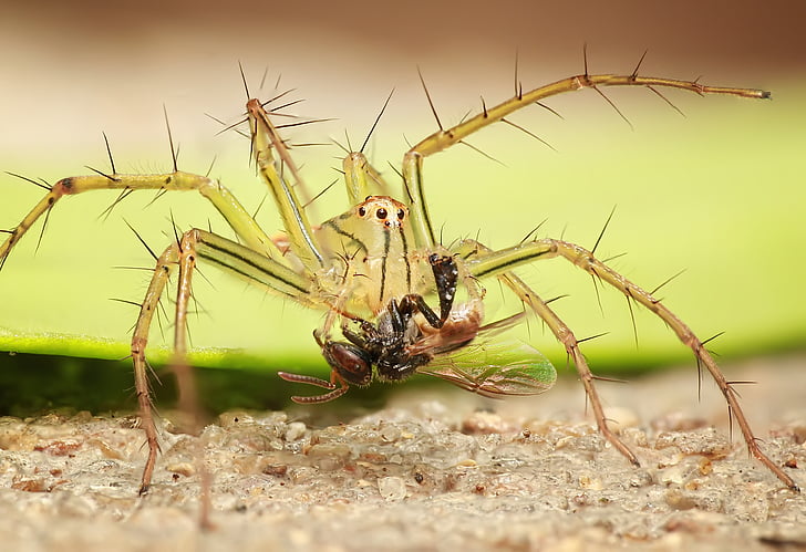 állat, Arachnid, blur, zár, közeli kép:, menet közben, rovar