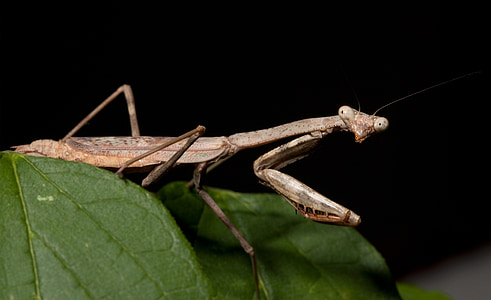 Praying mantis, până aproape, verde, Adult, de sex feminin, insectă, bug-ul